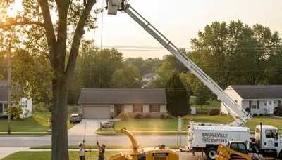 Professional tree removal service crew working safely in Pittsburgh, PA