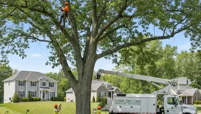 Professional tree removal service in Pittsburgh PA safely cutting large oak tree