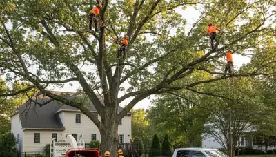 Professional tree removal service in Pittsburgh PA clearing large oak safely