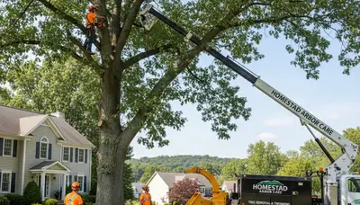 Professional tree removal service in Pittsburgh PA safely clearing large oak near residential property