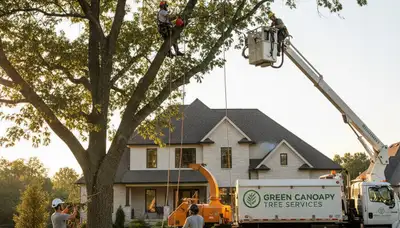 Arborist trimming tree branches in Pittsburgh, PA for professional crown and branch maintenance