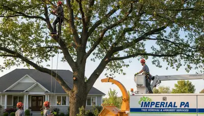 Professional tree removal service in Pittsburgh PA safely cutting down large oak tree