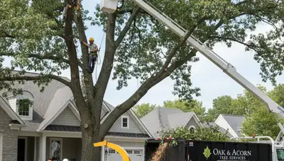Professional tree removal service in Pittsburgh PA clearing hazardous trees safely