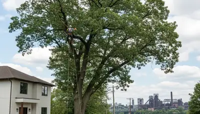Professional tree removal service in Pittsburgh PA safely clearing large oak tree
