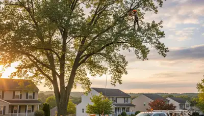 Professional tree removal service in Pittsburgh PA by certified arborists at Tree Trimming Pittsburgh PA