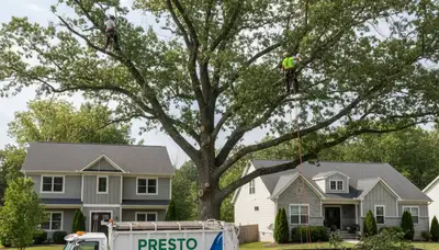 Professional tree removal service in Pittsburgh, PA safely cutting large oak branches