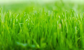 Lawn Service in Pittsburgh PA Lawn Care in Pittsburgh PA Lawn Mowing in Pittsburgh PA Lawn Professionals in Pittsburgh PA