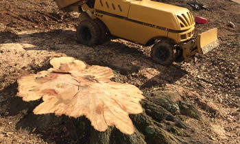 Stump Removal in Pittsburgh PA Stump Removal Services in Pittsburgh PA Stump Removal Professionals Pittsburgh PA Tree Services in Pittsburgh PA