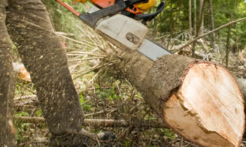 Tree Service in Pittsburgh PA Tree Service Estimates in Pittsburgh PA Tree Service Quotes in Pittsburgh PA Tree Service Professionals in Pittsburgh PA 