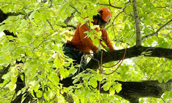 Tree Trimming in Pittsburgh PA Tree Trimming Services in Pittsburgh PA Tree Trimming Professionals in Pittsburgh PA Tree Services in Pittsburgh PA Tree Trimming Estimates in Pittsburgh PA Tree Trimming Quotes in Pittsburgh PA