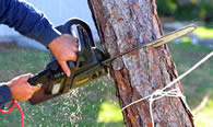 Tree Trimming in Pittsburgh PA